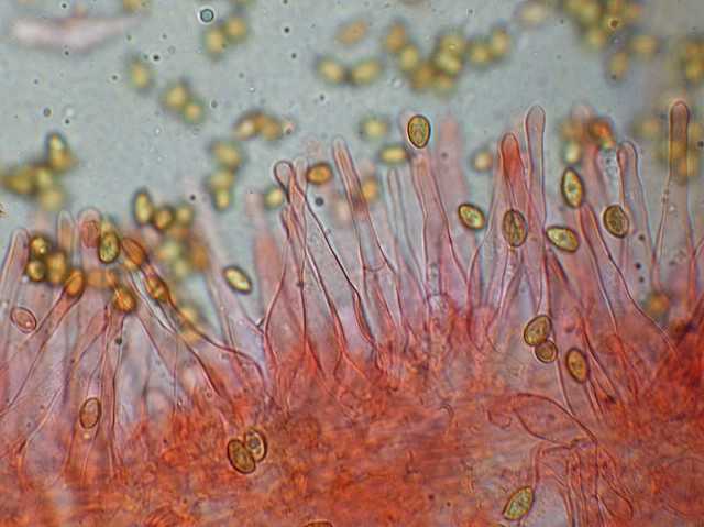 Galerina marginata (Batsch) K�hner